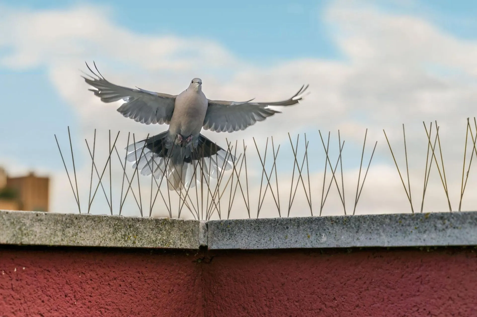 Intervention de dépigeonnisation