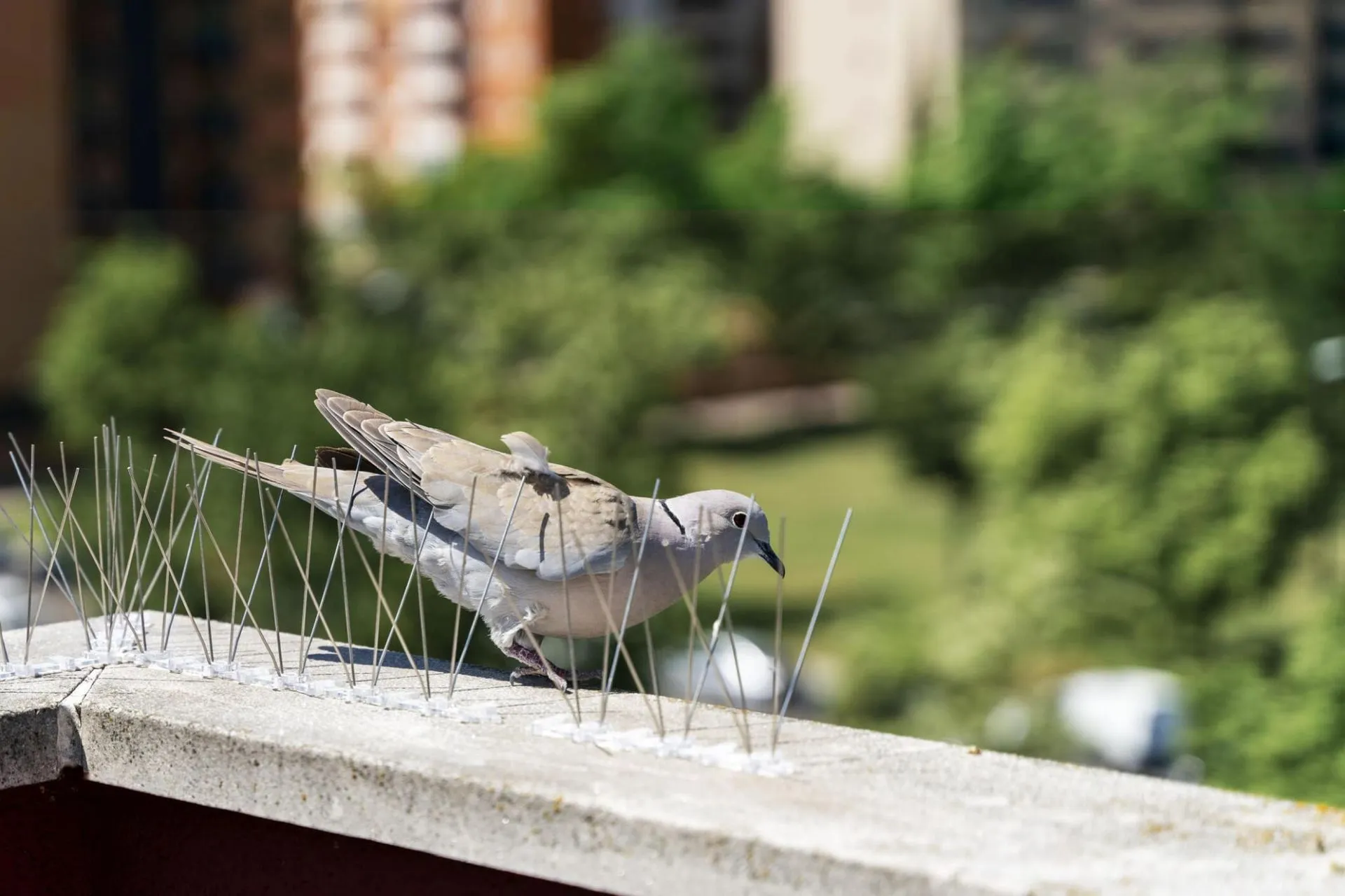 Pigeons sur un toit