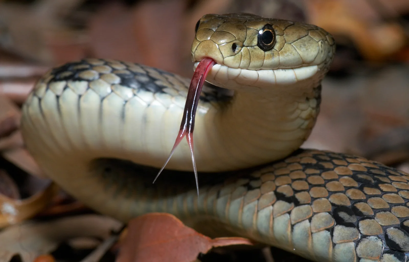 Service de déreptilisation, traitement reptiles Maroc