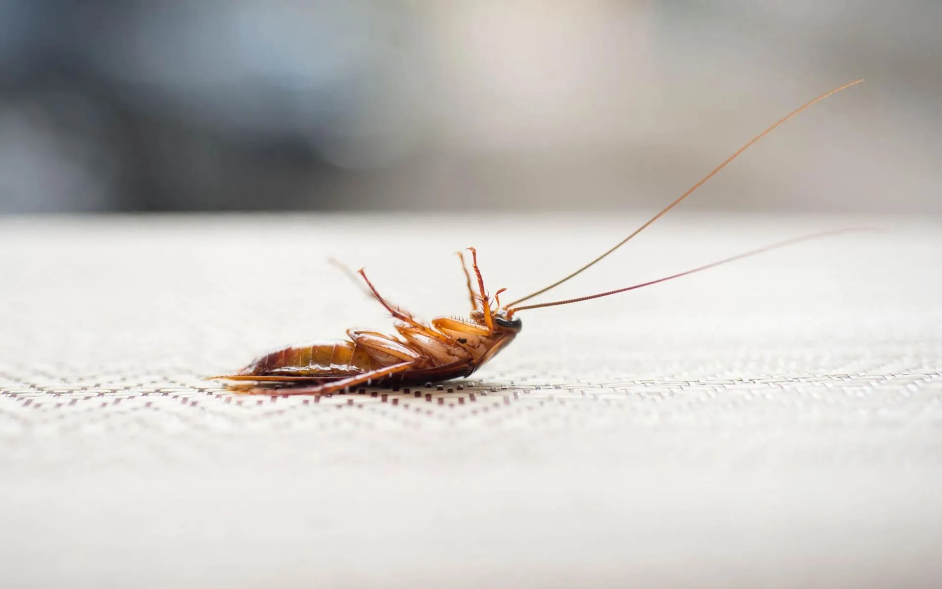Insecte nuisible