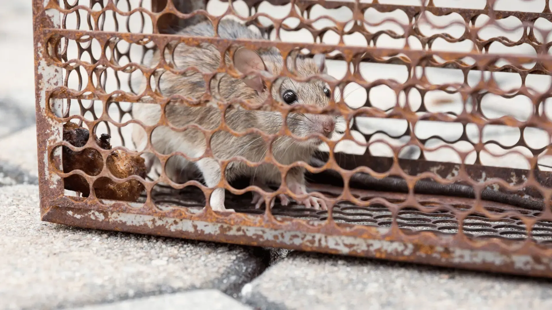 Rat en cage