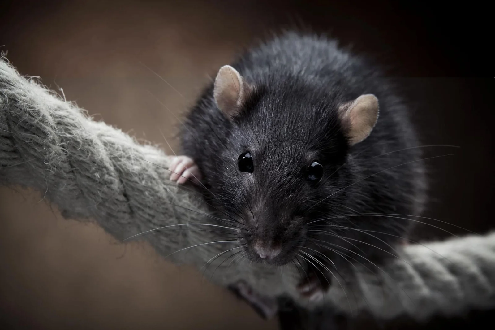 Rat noir