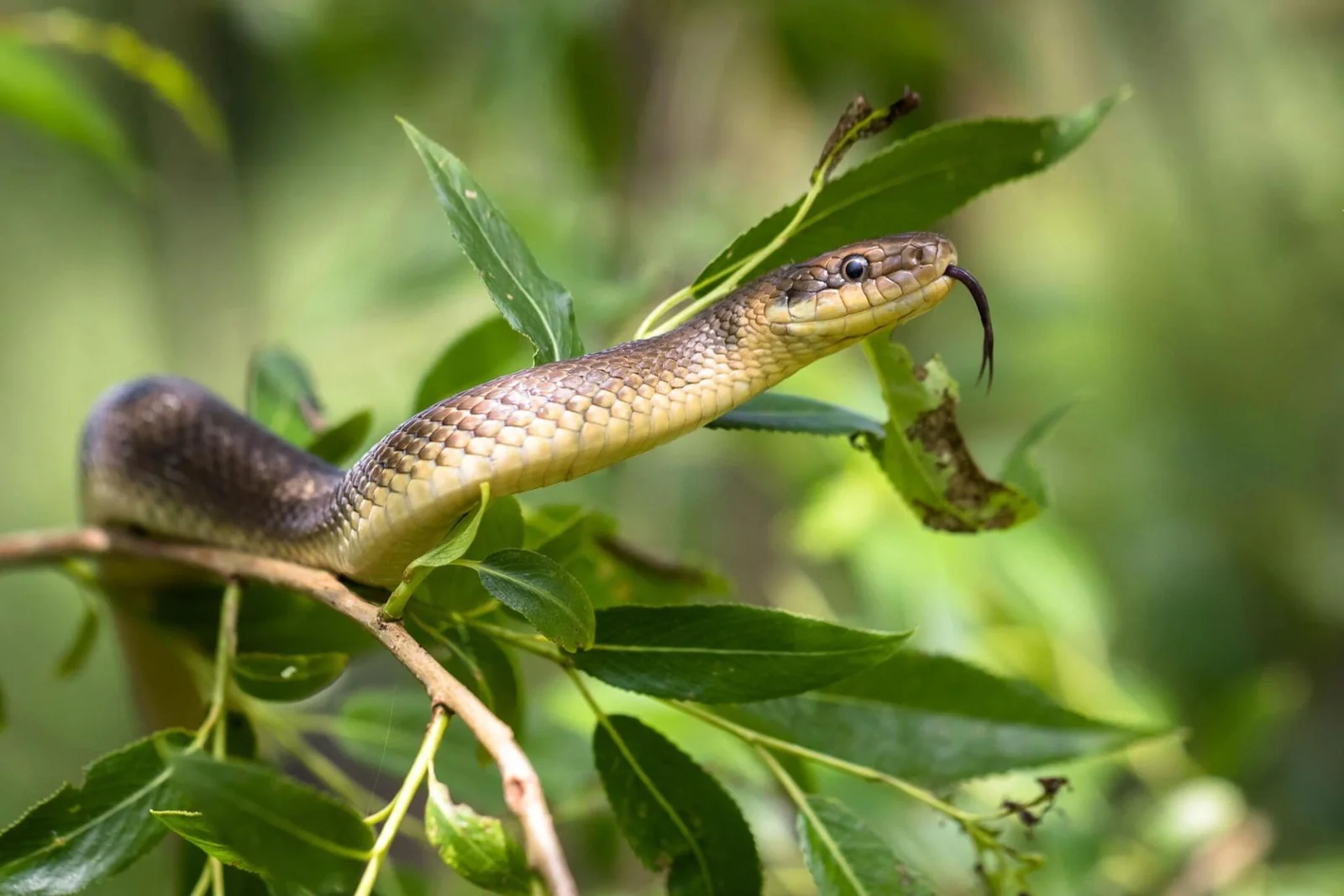 Serpent