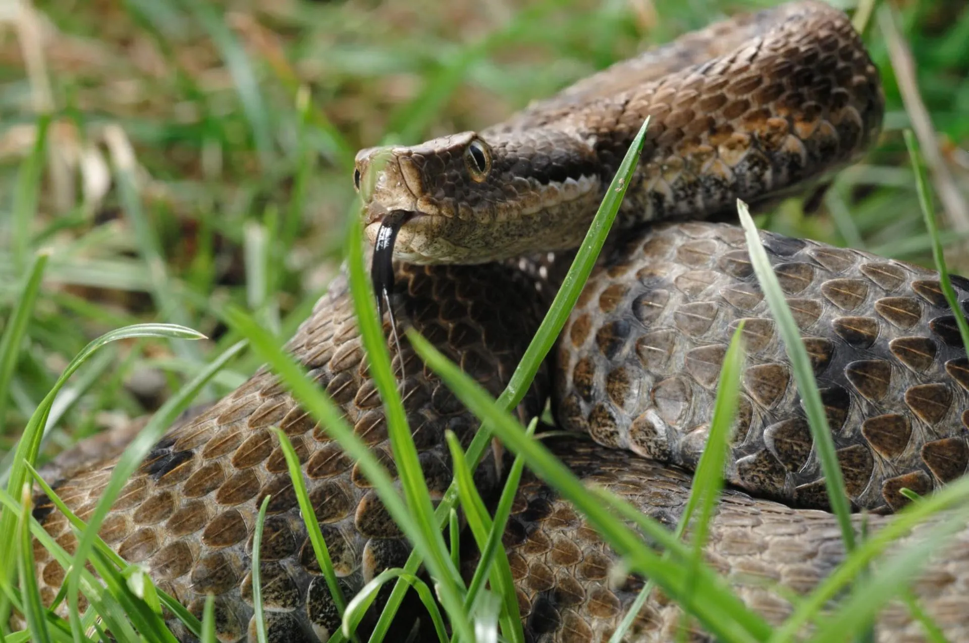 Serpent capturé
