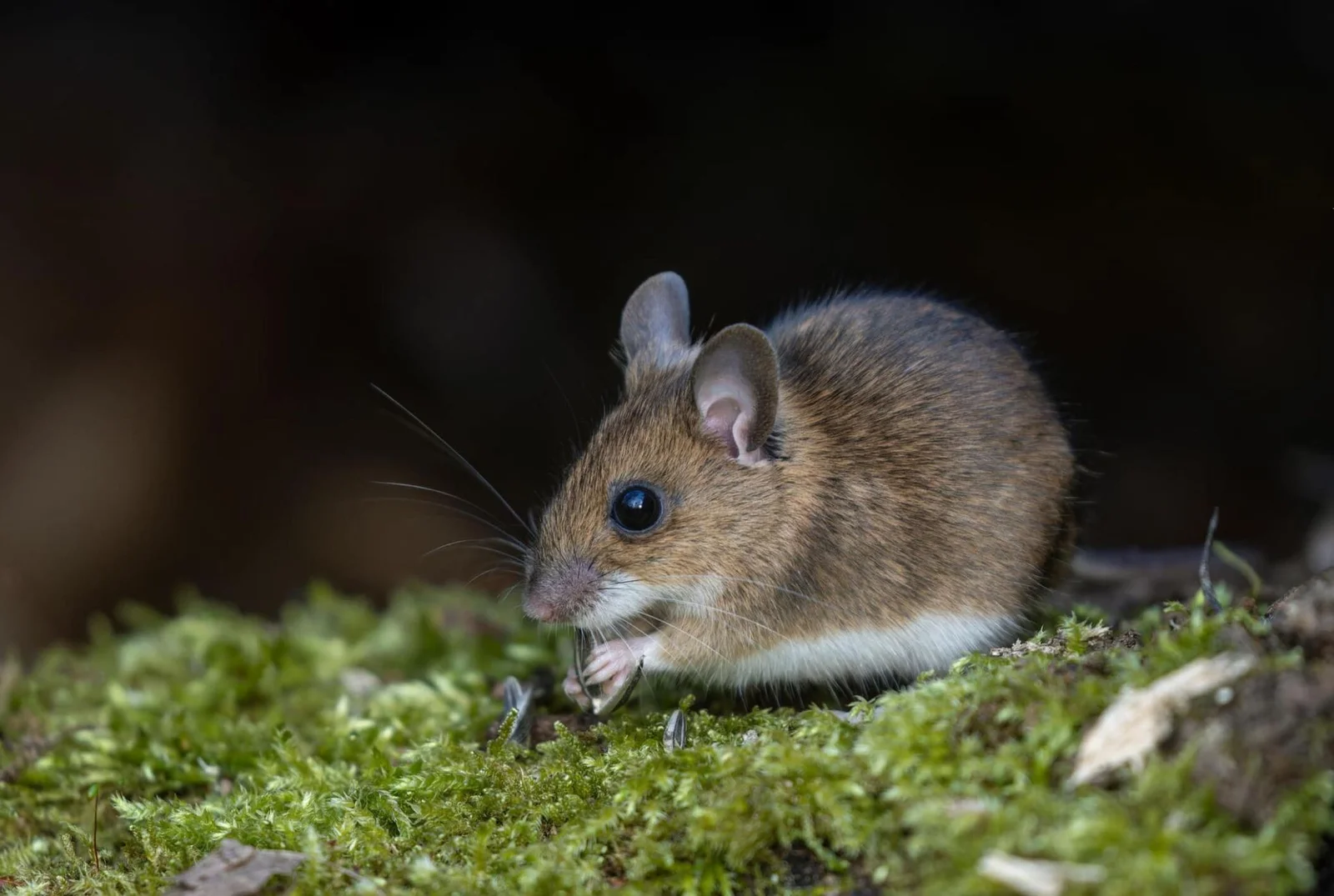 Souris